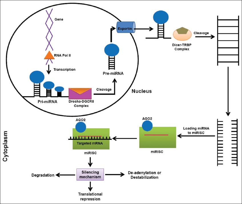 Micrornas Recent Insights Towards Their Role In Male Infertility And Reproductive Cancers Bosnian Journal Of Basic Medical Sciences