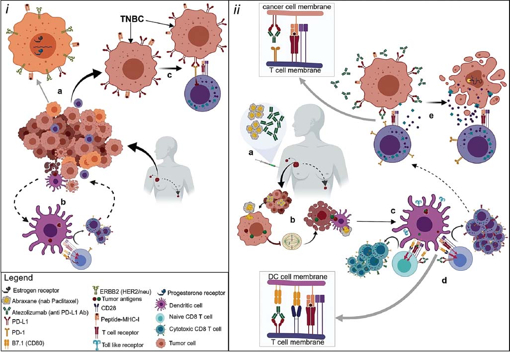 Targeted Immunotherapy With A Checkpoint Inhibitor In Combination With Chemotherapy A New Clinical Paradigm In The Treatment Of Triple Negative Breast Cancer Bosnian Journal Of Basic Medical Sciences