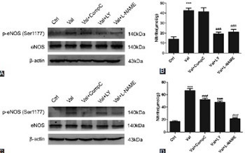 Nitric oxide synthesis-promoting effects of valsartan in human umbilical vein endothelial cells via the Akt/adenosine monophosphate-activated protein kinase/endothelial nitric oxide synthase pathway