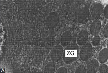 High mobility group box 1 induces the activation of the Janus kinase 2 and signal transducer and activator of transcription 3 (JAK2/STAT3) signaling pathway in pancreatic acinar cells in rats, while AG490 and rapamycin inhibit their activation