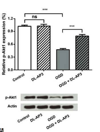 DL-2-amino-3-phosphonopropionic acid protects primary neurons from oxygen-glucose deprivation induced injury