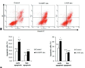 Small interfering RNA-mediated silencing of nicotinamide phosphoribosyltransferase (NAMPT) and lysosomal trafficking regulator (LYST) induce growth inhibition and apoptosis in human multiple myeloma cells: A preliminary study