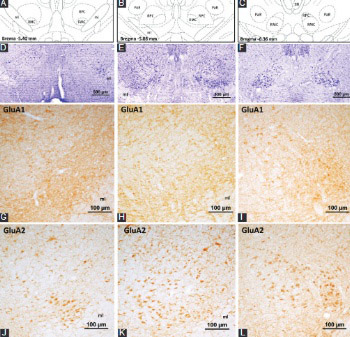 Immunohistochemical localization of ionotropic glutamate receptors in the rat red nucleus