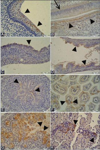 Localization of trefoil factor family peptide 3 (TFF3) in epithelial tissues originating from the three germ layers of developing mouse embryo