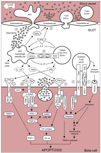 Apoptosis of pancreatic β-cells in Type 1 diabetes