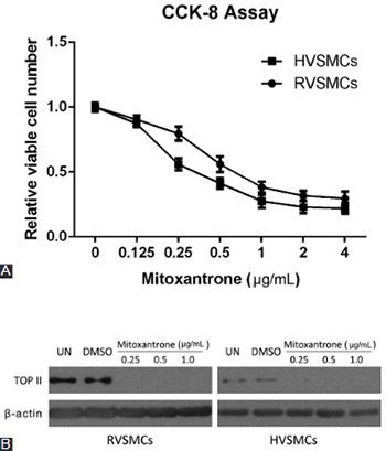 Mitoxantrone suppresses vascular smooth muscle cell (VSMC) proliferation and balloon injury-induced neointima formation: An in vitro and in vivo study