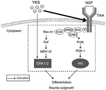 The Kampo medicine Yokukansan (YKS) enhances nerve growth factor (NGF)-induced neurite outgrowth in PC12 cells