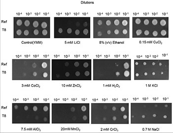 Physiological and transcriptomic analysis of a salt-resistant Saccharomyces cerevisiae mutant obtained by evolutionary engineering