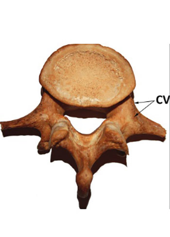 A plea for an extension of the anatomical nomenclature: Organ systems