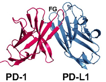 Microsatellite instability status predicts response to anti-PD-1/PD-L1 therapy regardless the histotype: A comment on recent advances