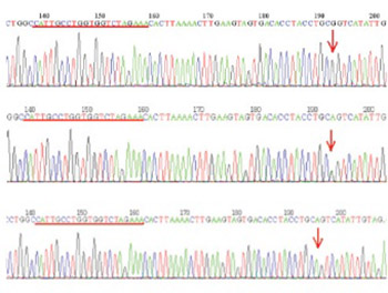 Assessment of relatedness between neurocan gene as bipolar disorder susceptibility locus and schizophrenia