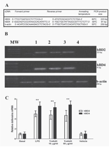 Trefoil factor 3 isolated from human breast milk downregulates cytokines (IL8 and IL6) and promotes human beta defensin (hBD2 and hBD4) expression in intestinal epithelial cells HT-29