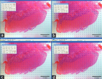 Structural changes in the rat placenta during the last third of gestation discovered by stereology