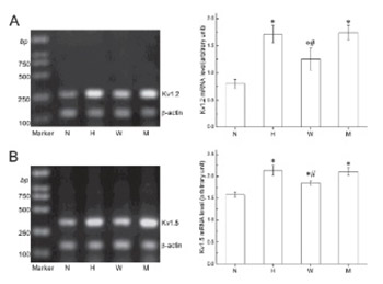 Hypoxia induces voltage-gated K+ (Kv) channel expression in pulmonary arterial smooth muscle cells through hypoxia-inducible factor-1 (HIF-1)