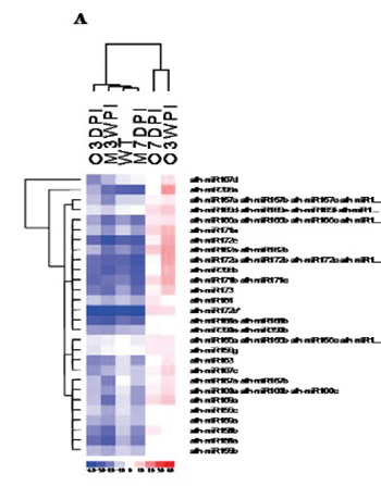 Analysis of miRNA expression under stress in Arabidopsis thaliana