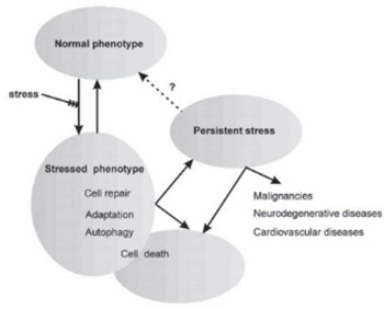 Clinical implications of cellular stress responses