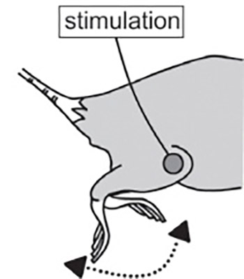 The combined effect of electrical stimulation and resistance isometric contraction on muscle atrophy in rat tibialis anterior muscle