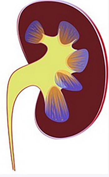 Early Detection of Balkan Endemic Nephropathy in Bosanska Posavina