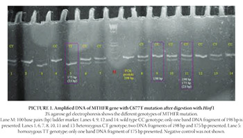 Methylenetetrahy-drofolate Reductase Gene Polymorphism in Patients Receiving Hemodialysis