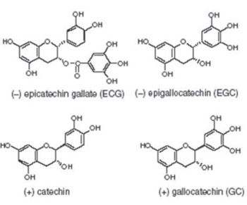 Outcomes of 3% Green Tea Emulsion on Skin Sebum Production in Male Volunteers