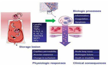 Red Blood Cell Storage Lesion