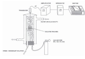 Role of Meconium in the Reaction of Airways Smooth Musculature in the Newborn with Meconium Aspiration Syndrome (Mas).