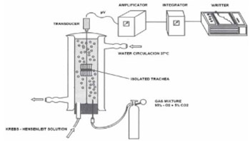 Action of Propranolol in the Reaction of Smooth Musculature of Tracheal Rings Induced with Acetylcholine, Histamine, Serotonin (5-Ht) And Prostaglandin (Pgf2-alfa)  in vitro and in vivo