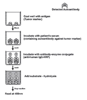 Optimization of Diagnostic Elisa - Based Tests for the Detection of Auto-Antibodies Against Tumor Antigens in Human Serum