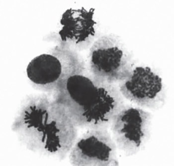 The Genotoxicity of Vitamin C in vitro