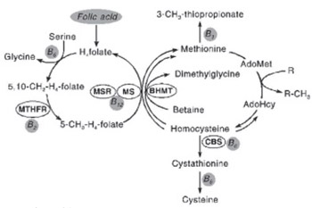 Polymorphism in Methylentetrahydrofolate Reductase Gene: Important Role in Diseases