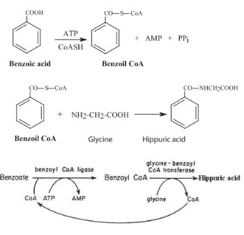 Urinary Hippuric Acid after Ingestion of Edible Fruits