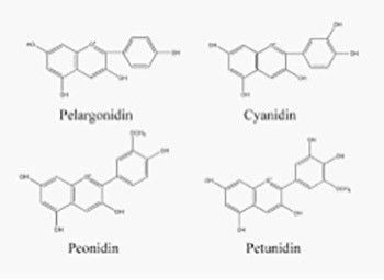 Total Content of Phenols and Anthocyanins in Edible Fruits from Bosnia