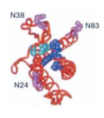 Erythropoietin in Cardiorenal Anemia Syndrome