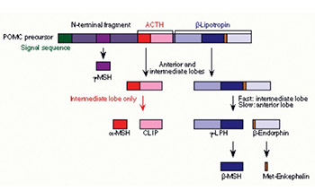 Effects Of Amitryptilin Administration on Rat Sera and Brain Beta-endorphins