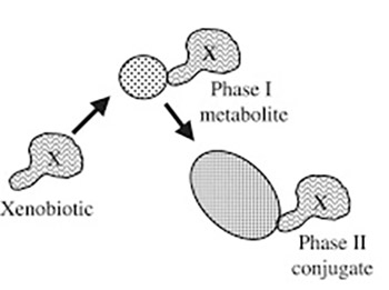 Comparative Determination of Xenobiotics Adsorption