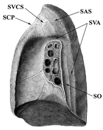 A plea for an extension of the anatomical nomenclature: Organ systems