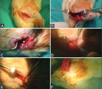 Epidermal growth factor (EGF) promotes bone healing in surgically induced osteonecrosis of the femoral head (ONFH)