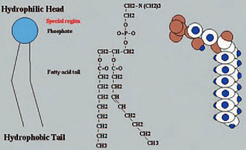 Oral Acute Toxicity of Polyenylphosphatidylcholine (PPC) in Rats