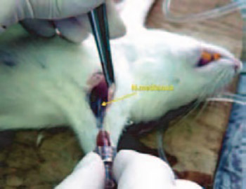 Detection of neurovascular structures using injection pressure in blockade of brachial plexus in rat
