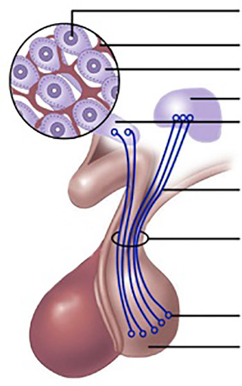 Modern Approach in Treatment of Diabetes Insipidus