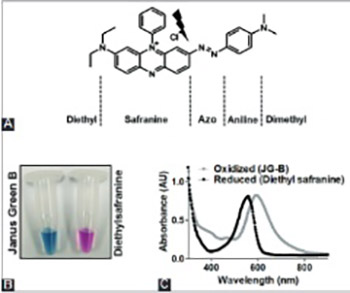 Simple, reliable, and time-efficient colorimetric method for the assessment of mitochondrial function and toxicity