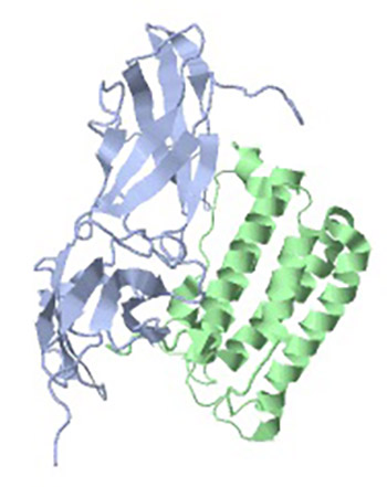 Significance of the interferon (IFN) in the therapy