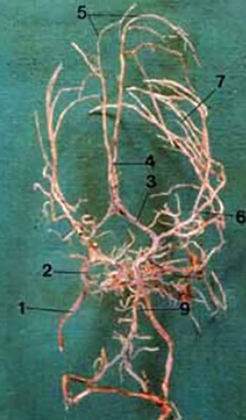 Contribution to the knowledge of position, flow and arterial distribution of cerebral blood vessels in foetuses 4 to 9 months of age