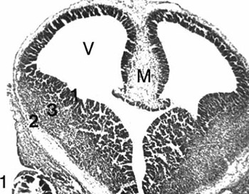 Development of the rat telencephalon-volumetric analysis