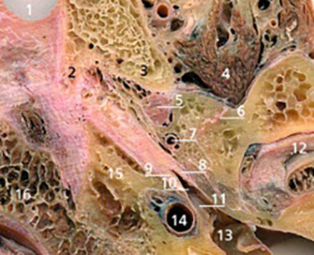 Sectional anatomy of auditory tube