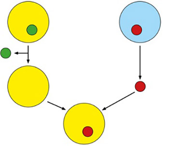 Arguments for Human Therapeutic Cloning