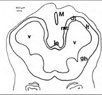 Morphogenesis of the rat forebrain