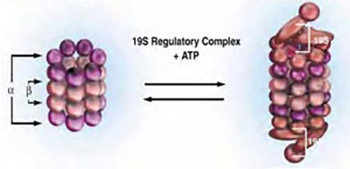 Proteasome inhibitors: new class of antitumor agents