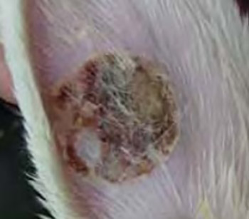 Animal model of thermal injuries