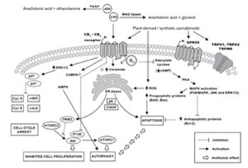 Cannabinoids in cancer treatment: Therapeutic potential and legislation